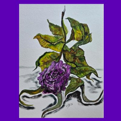 The final days of a pink rose gone purple. #2 