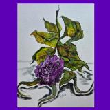 The final days of a pink rose gone purple. #2 