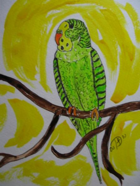 Parakeet