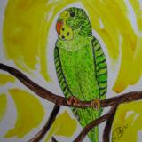 Parakeet