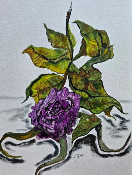 The final days of a pink rose gone purple. 