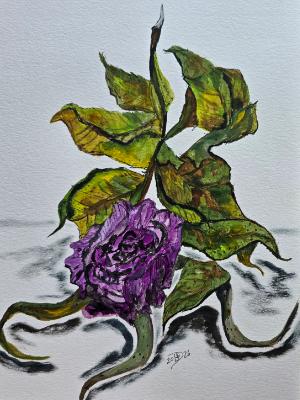 The final days of a pink rose gone purple. 