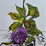 The final days of a pink rose gone purple. 