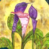 Calla lilies in moonlight