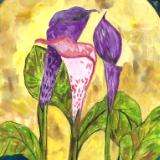 Calla lilies in moonlight